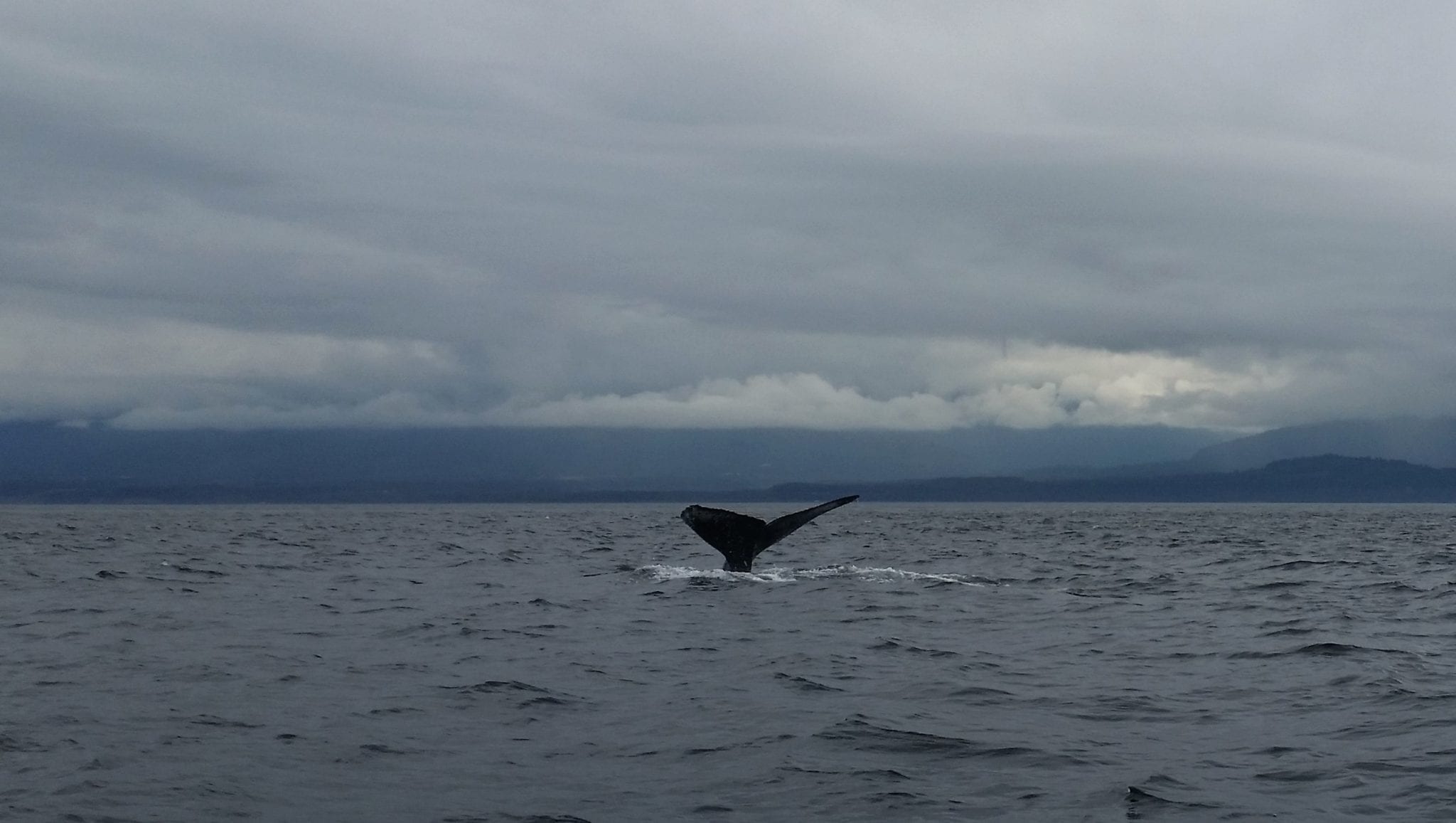 20170720_153337_n 20170720_153337_n